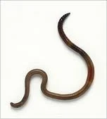 e fetida vers lombricompost