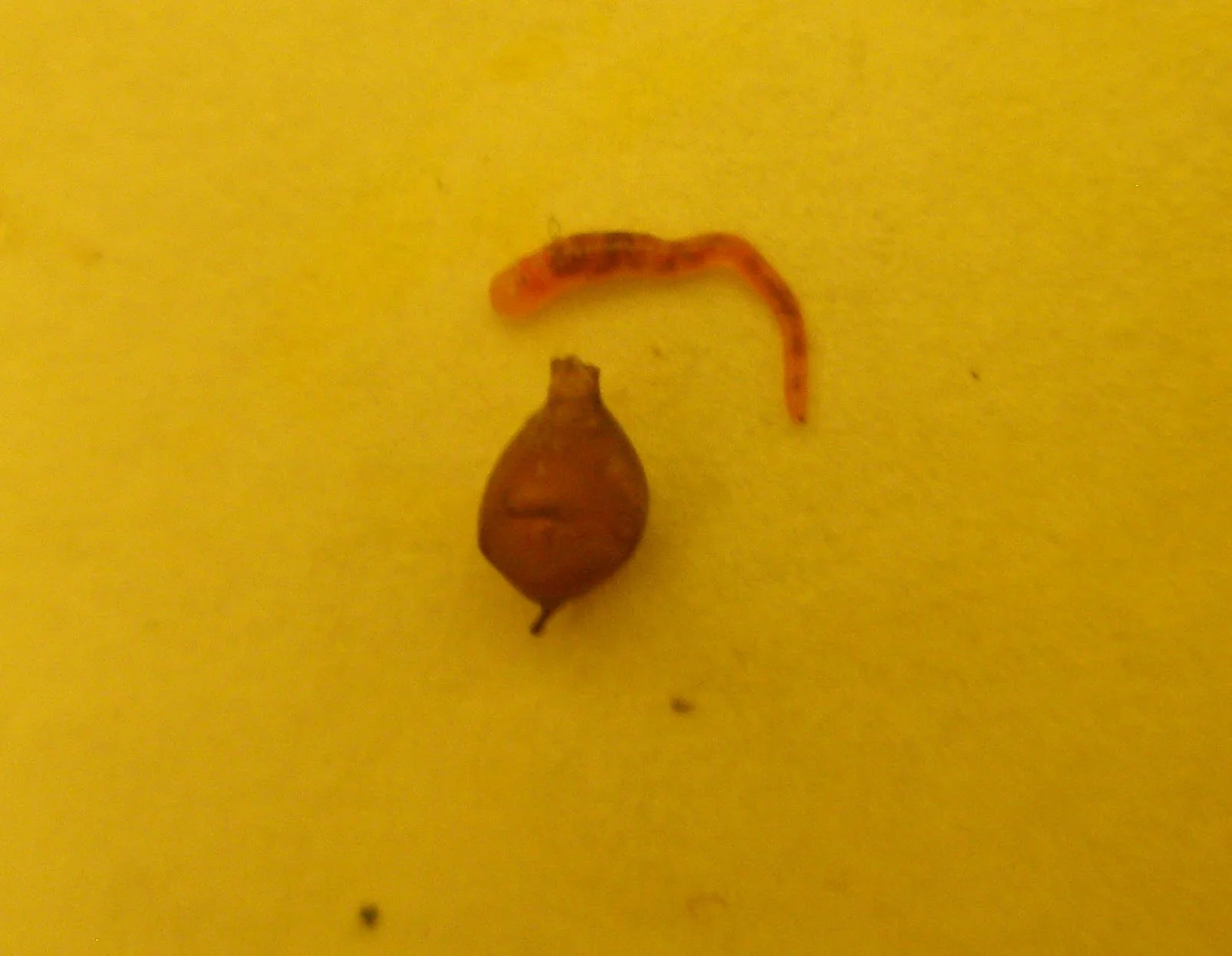 Le principe de fonctionnement d'un lombricomposteur Mini Worms