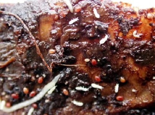 lombricompostage acariens et collemboles