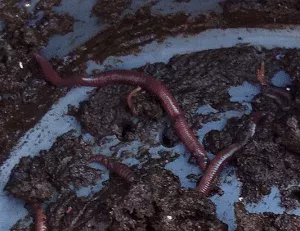 worm species : Eisenia Andrei
