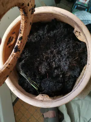 Récolte lombricomposteur ceercle étage compost ouvert