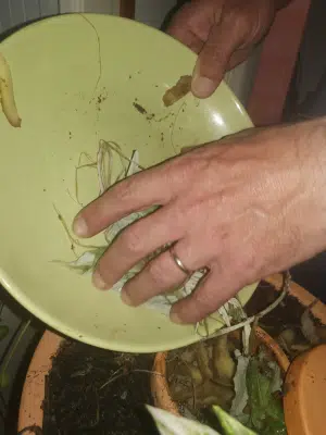 vidage dans le lombricomposteur ceercle nourrir lombricomposteur