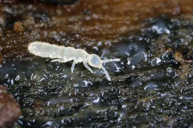 Collembole Folsamia