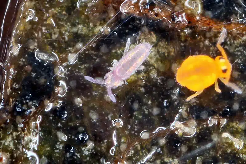 Collemboles Lepidocyrtus sp juvénile +Sminthurinus aureus