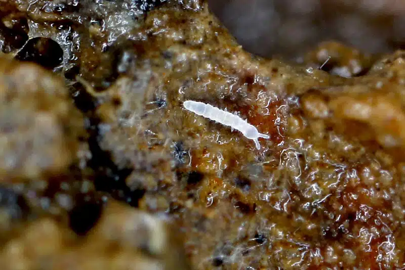 Collembole Tulbergiidae