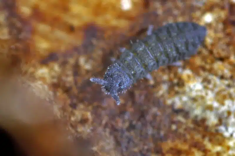 Collembole Xenylla grisea