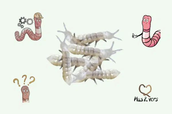 article les collemboles dans lombricomposteurs