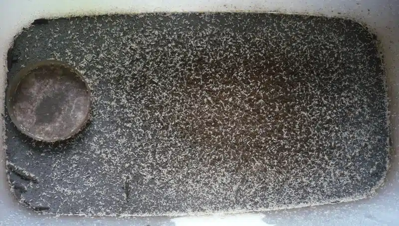 Photo de collemboles dans le bac à jus qui recouvrent tout le jus